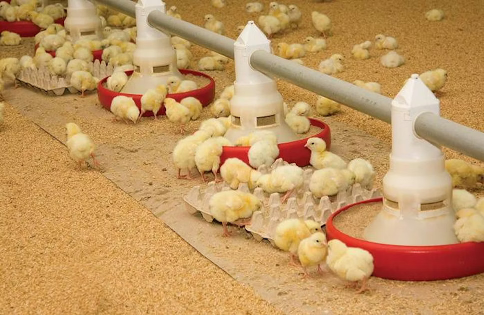 Poultry Feed
